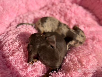 Bassottina Choco tan