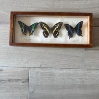 Farfalle da Africa e Madagascar