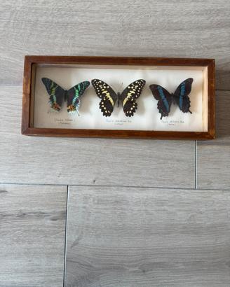 Farfalle da Africa e Madagascar