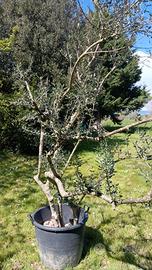 giardino pianta di ulivo