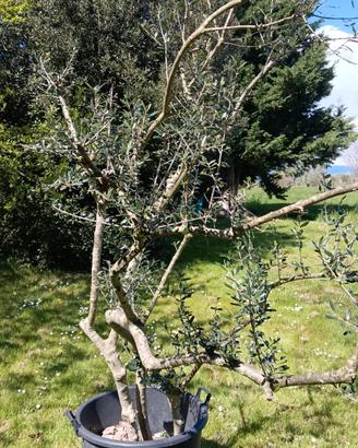 giardino pianta di ulivo