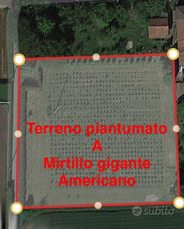 Terreno piantumato