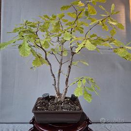 bonsai quercia 