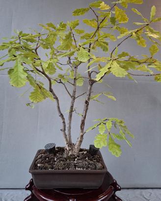 bonsai quercia 