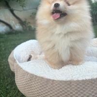 Spitz nano tedesco/volpino pomerania