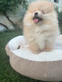 Spitz nano tedesco/volpino pomerania
