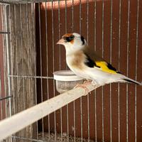 Cardellina Femmina 2025