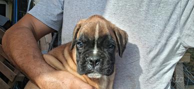 Ultima Cucciola di Boxer femmina