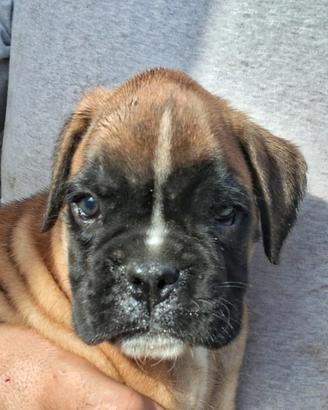 Ultima Cucciola di Boxer femmina