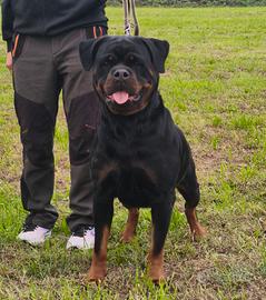 cuccioli di rottweiler 