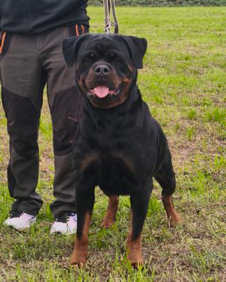 cuccioli di rottweiler 
