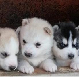 Siberian husky