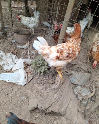 coppie galline ovaiole 