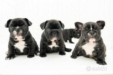 Cuccioli di bulldog francese
