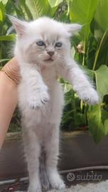 Gatti Siberiani
