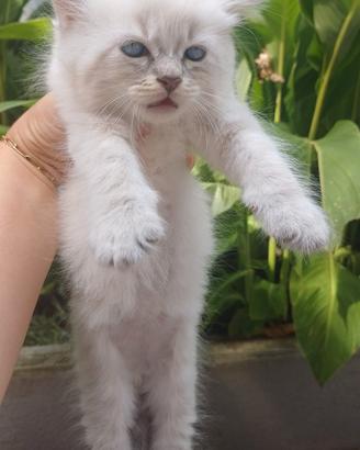 Gatti Siberiani