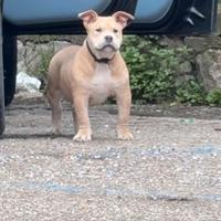 Cucciola di American bully pocket ABKC