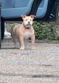 Cucciola di American bully pocket ABKC