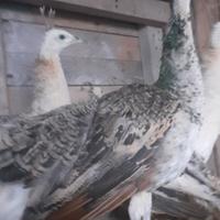 Coppia di pavone negripennis-blu-ali nere (2025)