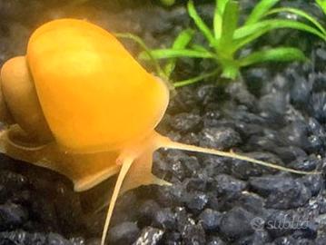 Pesci piante gasteropodi e altro