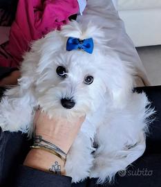 Cucciolo di maltese di 8 mesi