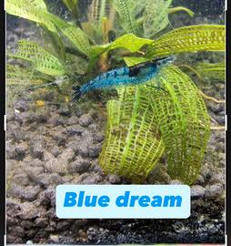 Caridine blue dream
