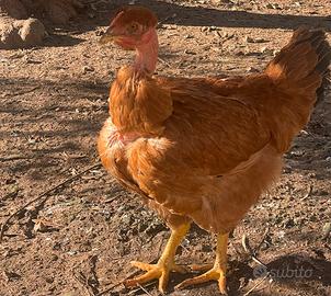 Galline collo nudo rosse