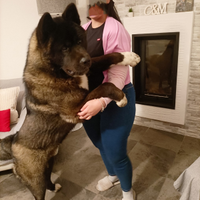 Monta Akita Americano