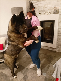 Monta Akita Americano