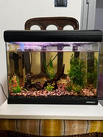 Acquario