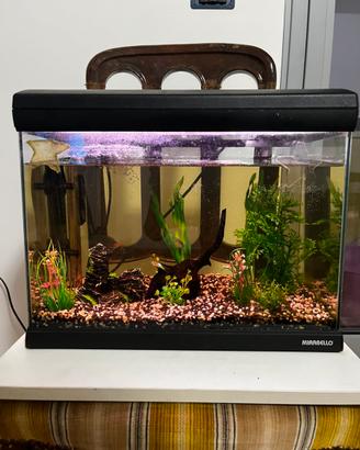Acquario