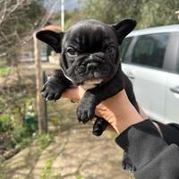 Cucciola bulldog francese