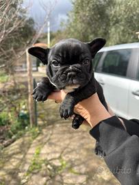 Cucciola bulldog francese