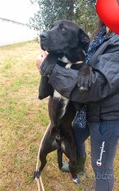 Nebbia, cane corso da adottare