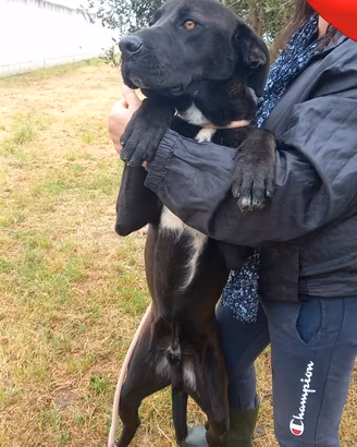 Nebbia, cane corso da adottare