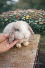 Coniglio nano Minilop