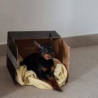 Pinchers toy femmina