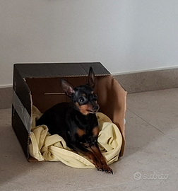 Pinschers toy femmina