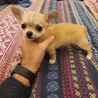 Chihuahua maschio 3 mesi. Prezzo modico