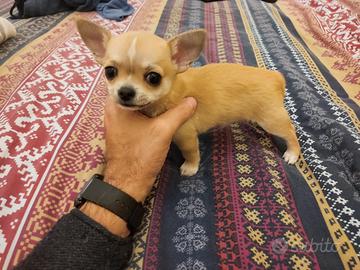 Chihuahua maschio 3 mesi. Prezzo modico