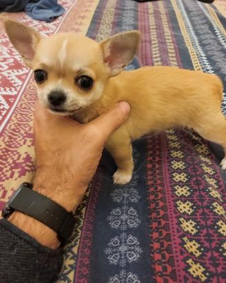 Chihuahua maschio 3 mesi. Prezzo modico