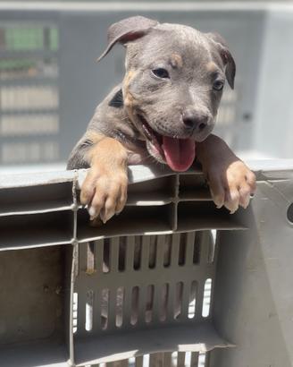 American Pitbull Terrier UKC