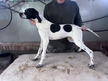 Cuccioli di pointer inglese - alta genealogia