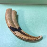 Zanna di facocero naturale selvatico