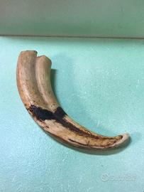 Zanna di facocero naturale selvatico