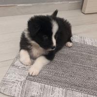 Border collie