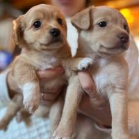 Cuccioli mettici taglia piccola