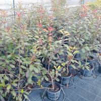 PIANTE SIEPE PHOTINIA RED ROBIN 