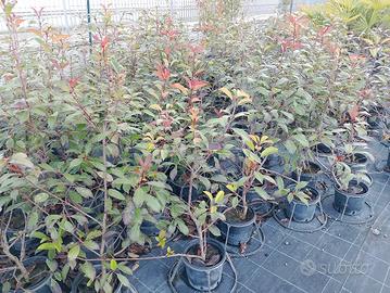 PIANTE SIEPE PHOTINIA RED ROBIN 
