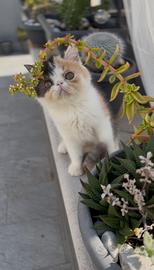 Gatti Persiani e Exotic g